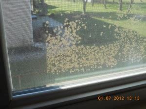 remove mold between window panes